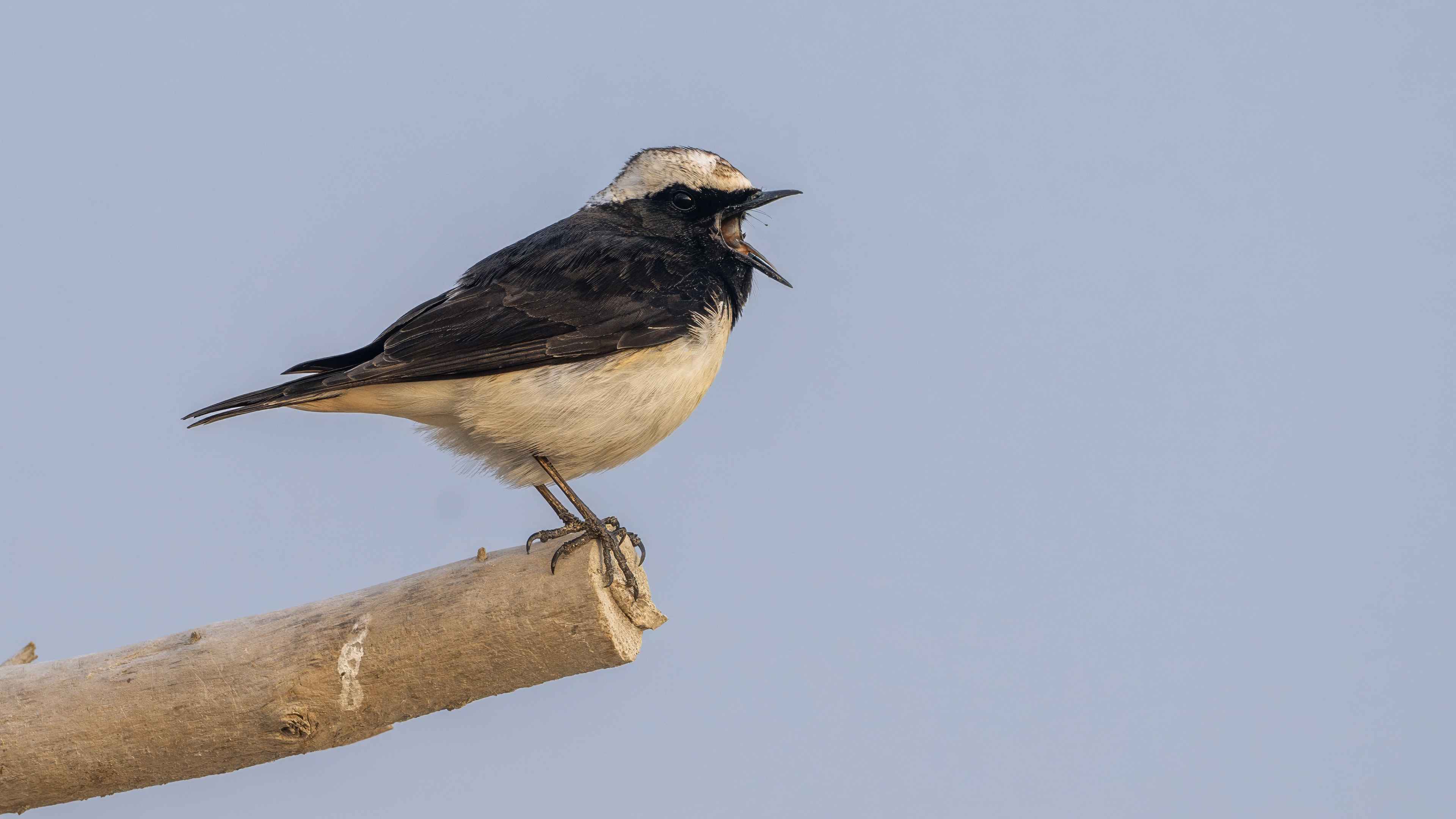 Cyprus Wheatear